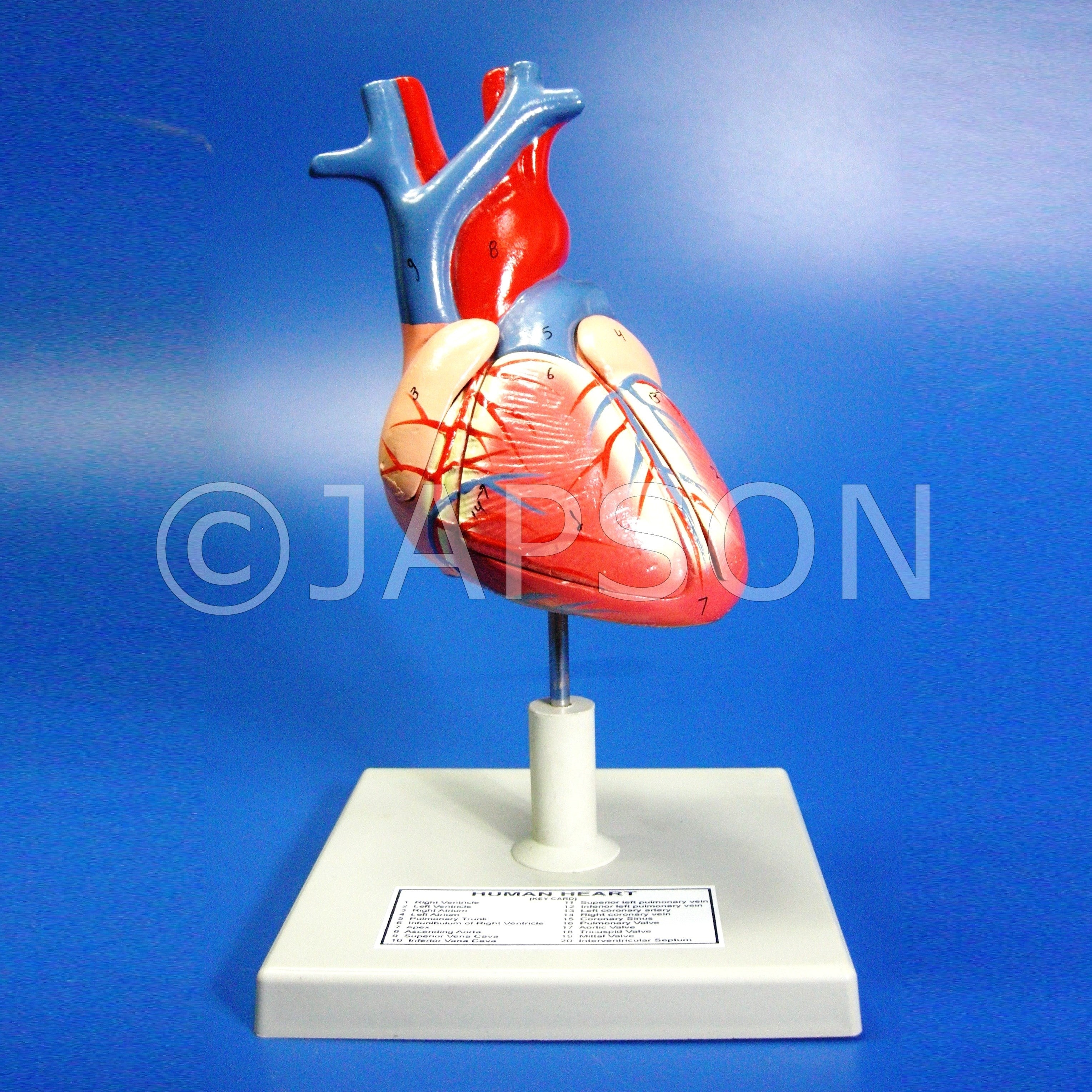 Human Heart, 4 Parts Human Heart, 4 Parts